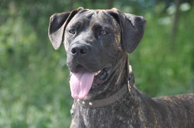 45+ Great Dane Cane Corso Mix Puppies