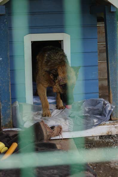 Jessi wieder im Tierheim