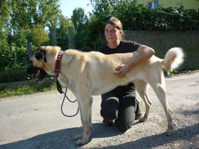 Tiervermittlung, Karabas, Kangal, Frankreich, Hunde, Welpen, Katzen