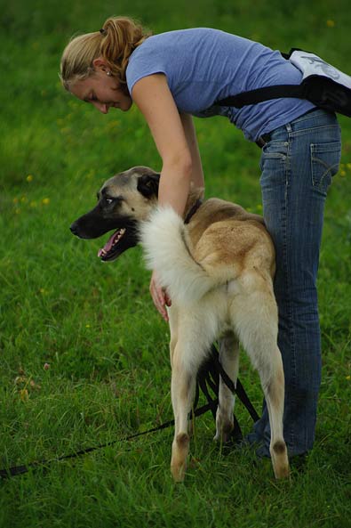 Tiervermittlung, Karabas, Kangal, Frankreich, Hunde, Welpen, Katzen
