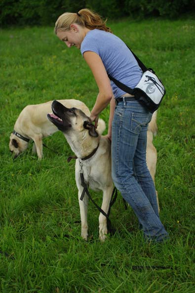 Tiervermittlung, Karabas, Kangal, Frankreich, Hunde, Welpen, Katzen