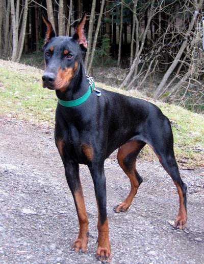 Tiervermittlung Dobermann Hundin Frankreich Hunde Welpen Katzen Tiervermittlung Freiburg Lorrach Basel Colmar Grenzenlose Hilfe Fur Tiere Sans Frontieres