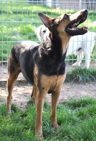 Tiervermittlung Lenda Dobermann Deutscher Schaferhund Mix Weiblich Frankreich Hunde Welpen Katzen Tiervermittlung Freiburg Lorrach Basel Colmar Grenzenlose Hilfe Fur Tiere Sans Frontieres