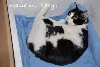 Die Mama mit den Babys