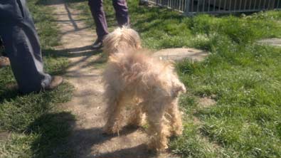 Pepito