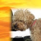 Pepito