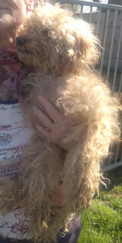 Pepito