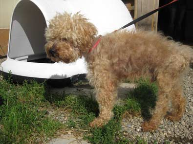 Pepito