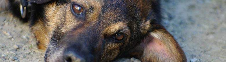 Haustier Radio Https Www Facebook Com Hunde Suchanzeige Facebook