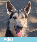 Ades