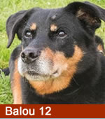 Balou