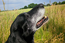Bosko