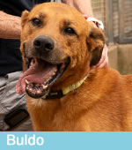 Buldo