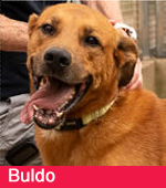 Buldo