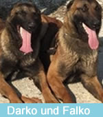 Darko und Falko