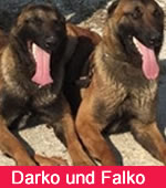 Darko und Falko