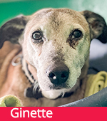 Ginette