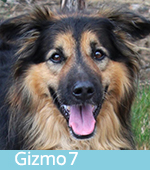 Gizmo
