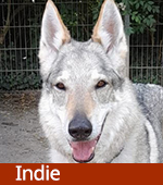 Indie