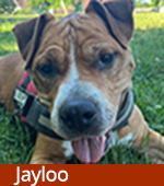 Jayloo