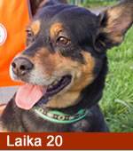 Laika