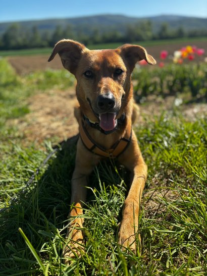 Kaya
