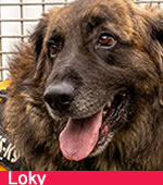 Loky