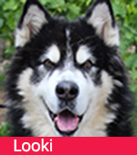 Looki