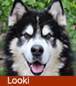 Looki