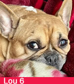 Lou