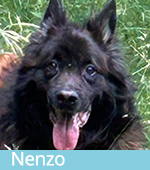 Nenzo