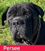 Persee