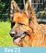 Rex 23