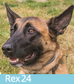 Rex 24