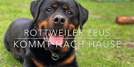 Rottweiler Zeus kommt nach Hause