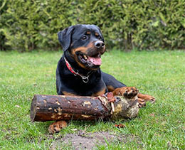 Zeus am 11.3.20 im Tierheim Brandenburg