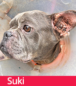 Suki