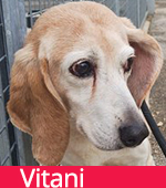 Vitani