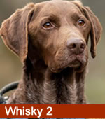 Whisky