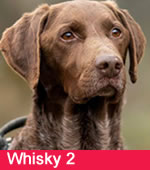 Whisky