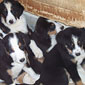 6 Berner Welpen