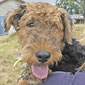 Airedale