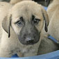 7 Kangal-Welpen