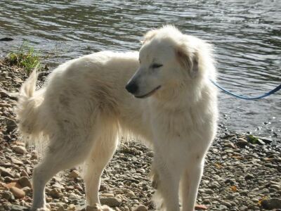 Maremmano Abruzzese