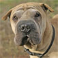 Sharpei