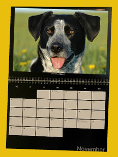 Der Smilla Kalender 