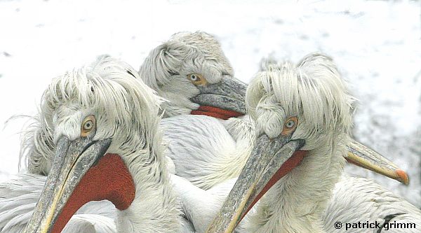 Winter in Mulhouse Zoo