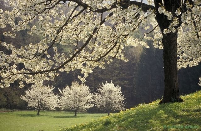 Trio Kirschb&auml;ume