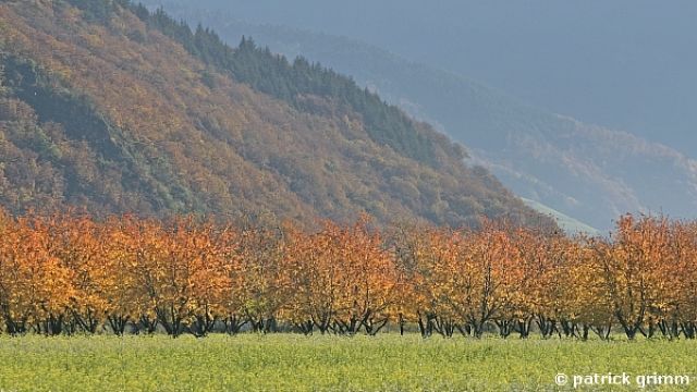Obstplantage im Herbst (fruiti&egrave;r en automne)