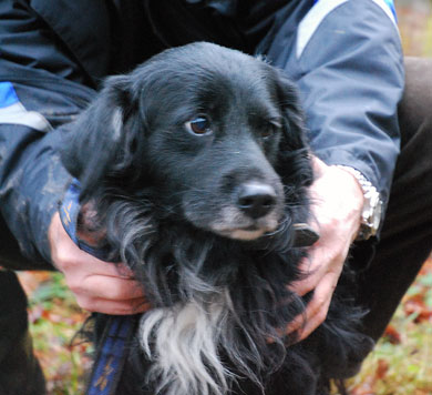 Tiervermittlung Futterneidisch Klein Schwarz Pflegestelle Tierheime Hunde Welpen Katzen Tiervermittlung Freiburg Lorrach Basel Colmar Grenzenlose Hilfe Fur Tiere Sans Frontieres
